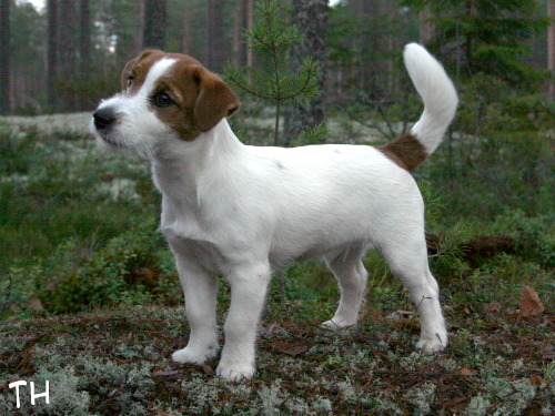 21 vkoa2.JPG - Inka 5 kk
